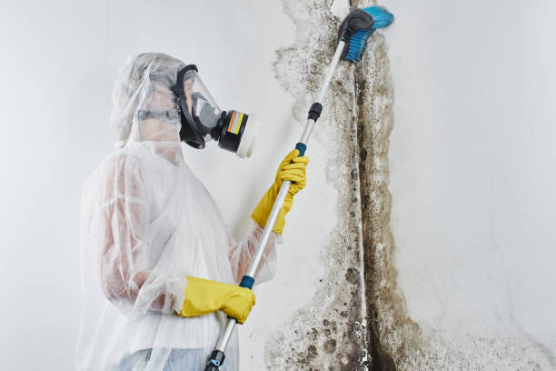 Professional Mold Removal in Creswell, OR