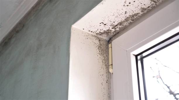 Best Home Mold Removal  in Creswell, OR