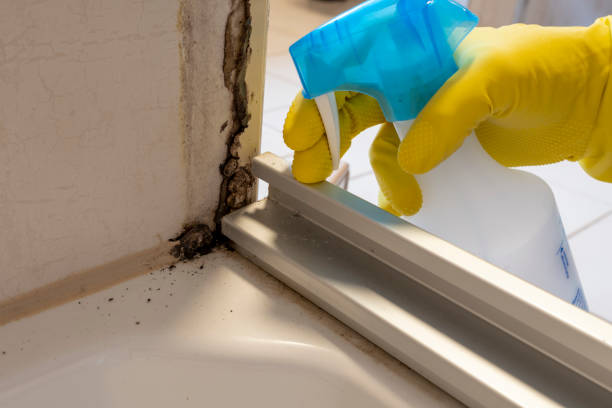 Best Black Mold Removal  in Creswell, OR
