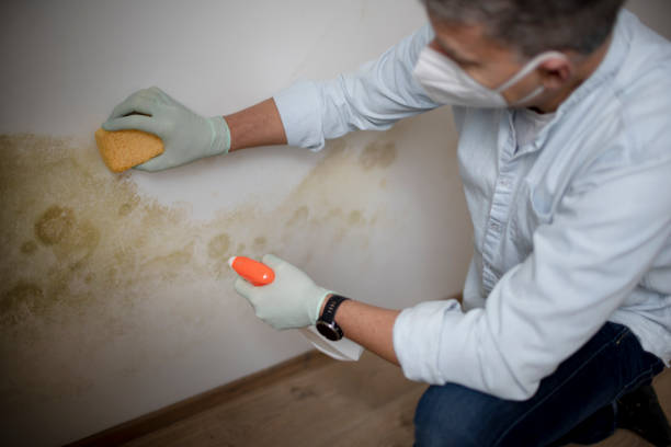 Best Crawl Space Mold Removal  in Creswell, OR