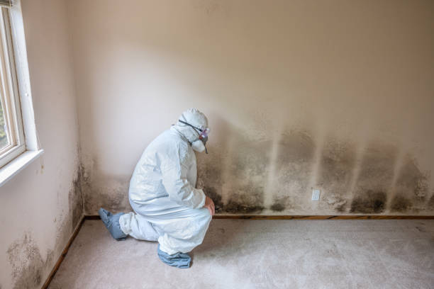 Best Mold Damage Repair  in Creswell, OR
